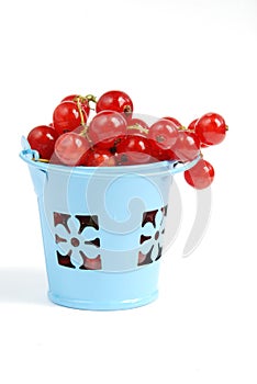 Red currant in a bucket