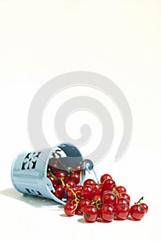 Red currant in a bucket