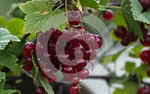 red currant. bunch of red currants close-up.