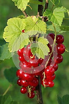 Red currant bunch