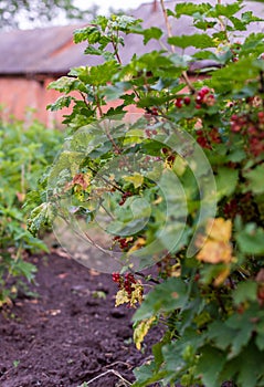 Red currant bush