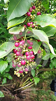 red currant bush