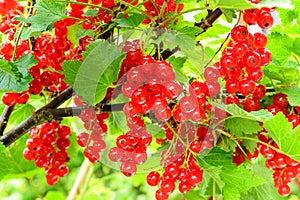 Red currant bush