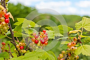 Red currant on the bush