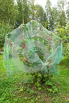Red currant bush is covered with a green garden net to protect the berries from birds
