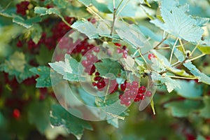 Red currant on a bush in the garden in the summer