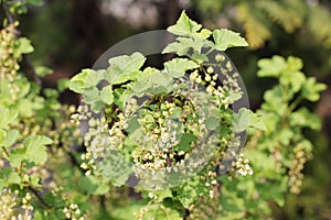 Red currant bush
