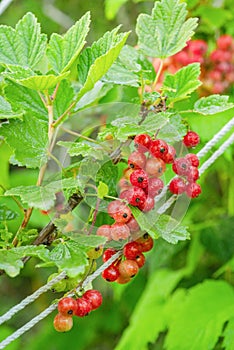 Red currant bush with water drops. Currant and green leaves