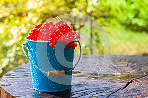 Red currant fruit bucket summer rain drops water wooden