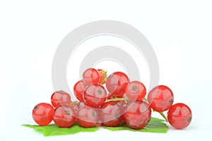 Red currant
