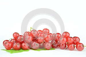 Red currant