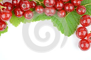 Red currant