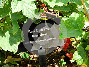 Red Currant garden plot Hancock Shaker Village