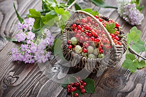 Red currant, gooseberry in the basket