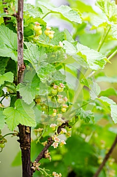 Red currant with a green unripe color