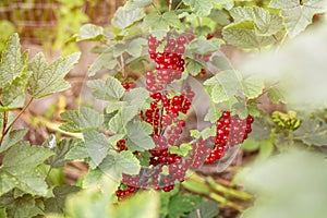 Red currant growing in the garden.