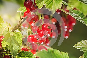 Red currant grows on a bush on sunlight/ripe red currant grows in a garden on sunlight