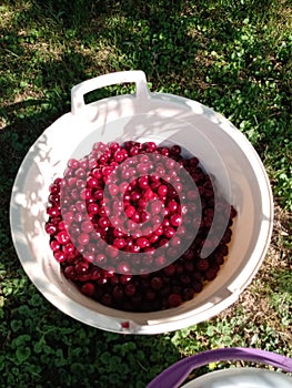 Red currant harvest - one full bucket