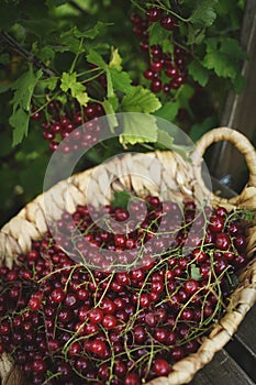 red currant harvested in backet in summer garden