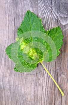 Red currant leaf affected by gall aphid Cryptomyzus ribis