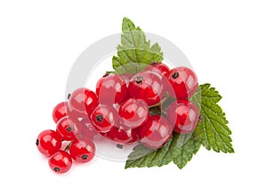 Red currant