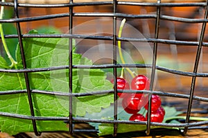 Red currant leaf and sprig in a basket