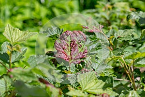 Red currant leaves affected by gall aphid