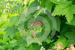 Red currant leaves affected by gall aphid