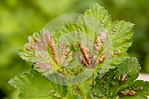 Red currant leaves attacked by the fungus Anthracnose. Gallic aphids on the leaves