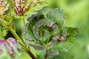 Red currant leaves attacked by the fungus Anthracnose. Gallic aphids on the leaves, red spots on green leaves.