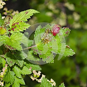 Red currant leaves struck with ophragmus close up