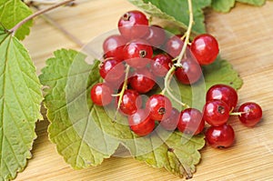 Red currant