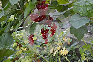 Red currant, ordinary, garden. Small deciduous shrub family Grossulariaceae