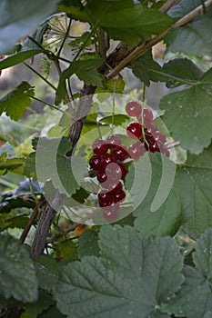 Red currant, ordinary, garden. Small deciduous shrub family Grossulariaceae