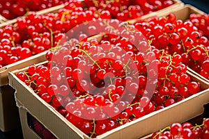 Red currant packaging on fruit market
