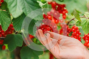 Red currant Picking.currant summer harvest.Red berries picking in the summer garden. harvest bunch in a childs hand.hild