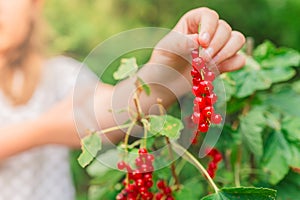 Red currant Picking.Red berries picking in the summer garden.currant summer harvest .hild collects red currants from a