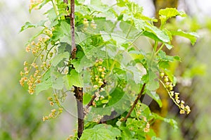 Red currant plant with unripe fruits