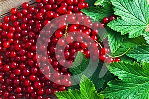 Red currant