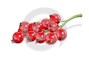 Red currant. Ripe delicious berry. Eps10 vector