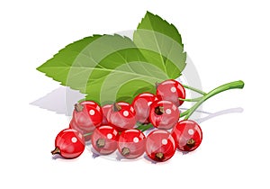 Red currant. Ripe delicious berry. Eps10 vector