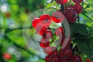 Red currant. Ripe and Fresh Organic Redcurrant Berries