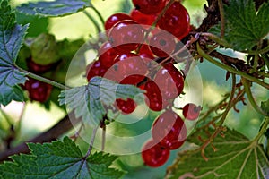 Red currant. Ripe and Fresh Organic Redcurrant Berries