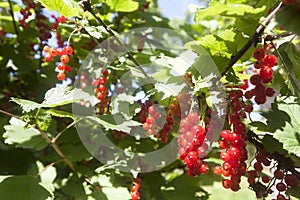 Red currant ripen in the garden