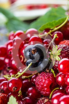 Red currant sponge cake. Plate with Assorted summer berries, raspberries, strawberries, cherries, currants, gooseberries.