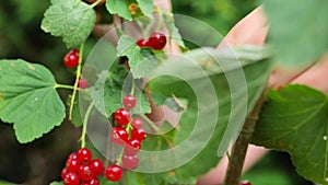 Red currant.Summer berry harvest.Red berries picking in the summer garden. harvest bunch in a childs hand.hild collects