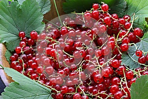 Red currant on the table