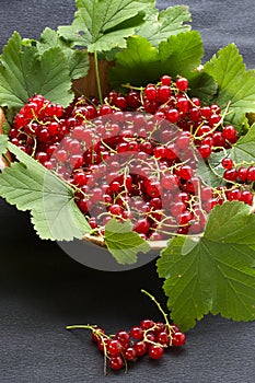 Red currant on the table