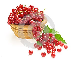 Red currant, on white background