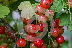 Red currantRed currant grown in its own garden